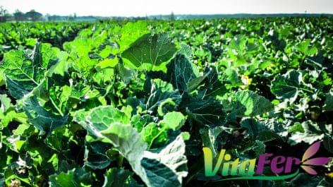 Many factors can be prevented with foliar fertilizers