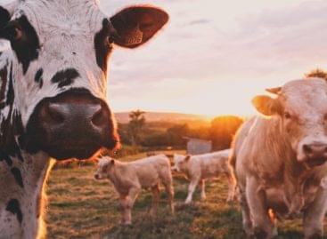Új uniós tanulmány a KAP állatjólétre és antibiotikum használatra gyakorolt hatásáról