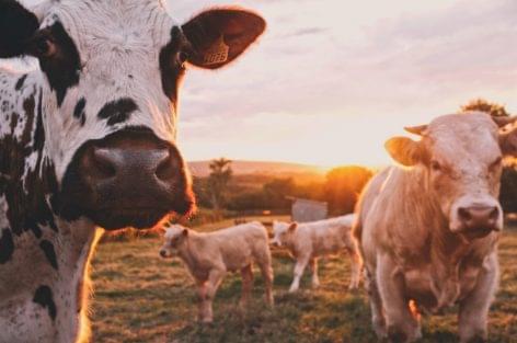 New study unveils how the CAP is contributing to animal welfare and antimicrobial use reduction