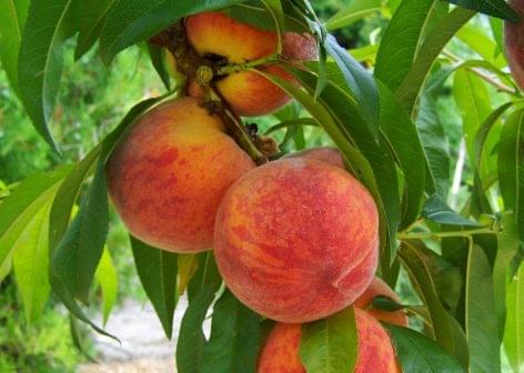 More and more Hungarian farmers can stop growing apricots and peaches