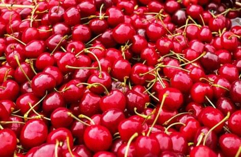 Fruitveb: the rainy weather was bad for cherry
