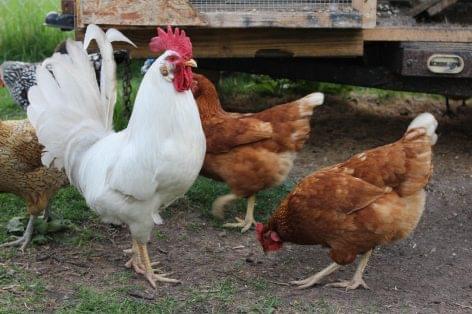 Milliárdos támogatást tett zsebre egy csirkefarmok korszerűsítésével ügyeskedő beruházói kör