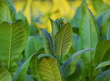 DOFER has signed a contract for the cultivation and sale of tobacco for 934 hectares this year