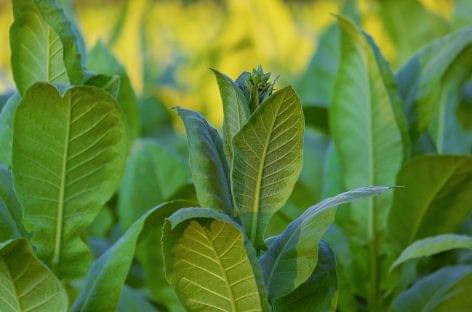 DOFER has signed a contract for the cultivation and sale of tobacco for 934 hectares this year