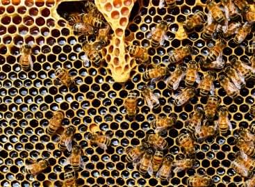 Agrárminiszter: biztonságban kell tudni a méhcsaládokat és a méhészeket