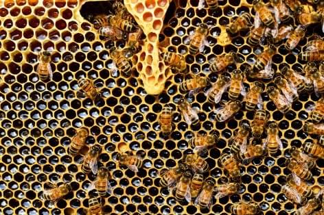 AM: hétfőtől pályázhatnak a méhészek az új méh állatjóléti támogatásra