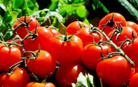 Hungarian Tomato Day professional program from FruitVeb