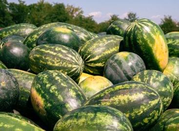 This year’s melon season promises to be good