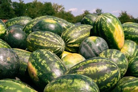 This year’s melon season promises to be good