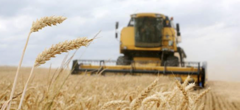 Csökkenést jelez a FAO élelmiszerár-indexe a gabonafélék, növényi olajok és cukor esetében