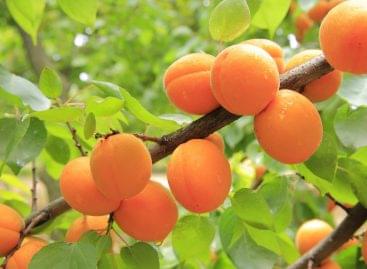 An abundant harvest of apricots is expected this year
