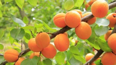 An abundant harvest of apricots is expected this year