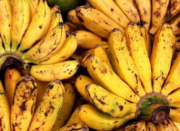 A szárított banánhéj lehet a jövő új üzemanyaga?!