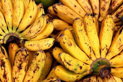 Could dried banana peel may become the new fuel of the future?!