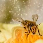 Pollenkövető alkalmazás mutatja a napi globális pollenadatokat világviszonylatban