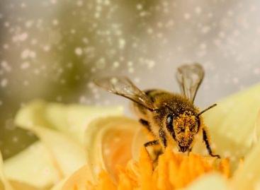 Pollenkövető alkalmazás mutatja a napi globális pollenadatokat világviszonylatban