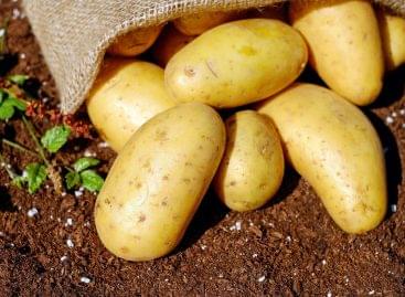 The potato growing area has shrunk a lot