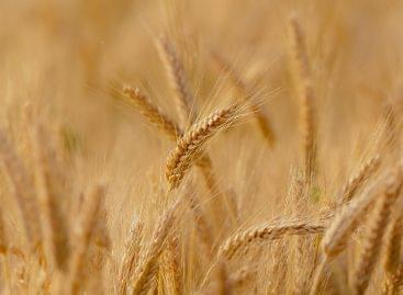 Nagy István: közös fellépésre van szükség az ukrán gabonaexport szállításának megoldásához