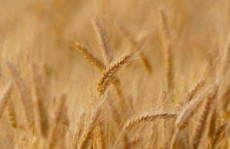 Nagy István: joint action is needed to solve the transport of Ukrainian grain exports