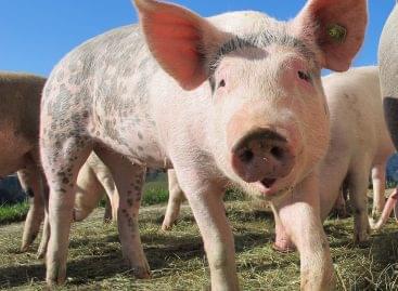 The British protect pigs with sunscreen