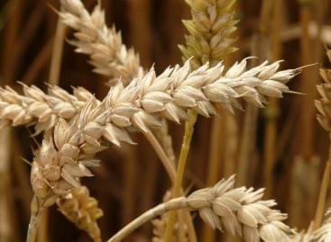 Great progress has been made: Ukrainian grain exports may soon restart