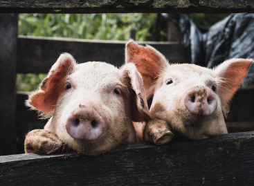 Farm 2 Fork Stratégia: EFSA tudományos vélemény a sertéstartás állatjóléti körülményeiről
