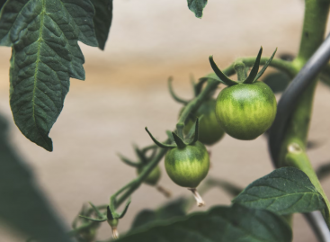 Global tomato production will decrease, and tomatoes may even disappear from the shelves