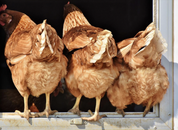 By the end of the year, poultry meat may become at least two times more expensive