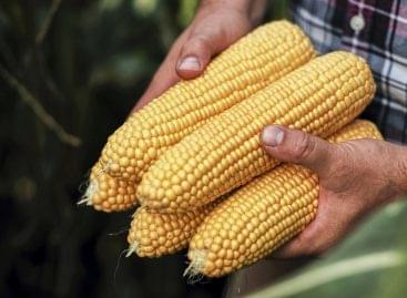 The season had a rough start, but domestic sweet corn is still at the top of Europe