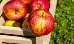 Javított a lengyel almatermelők helyzetén a kínai termés csökkenése