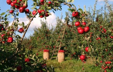 It is not only thirst that torments Dutch orchardists