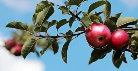 Lesújtó prognózis: az elmúlt tíz év leggyengébb hazai almatermése várható