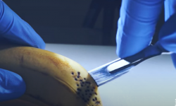 Egy banán boncolása – A nap videója