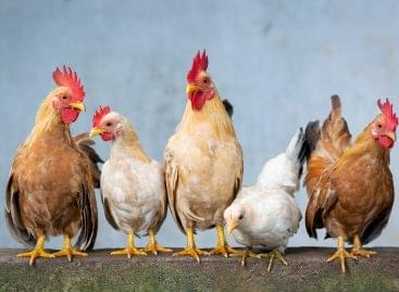 DSM predicts that consumers will switch from more expensive meats to poultry