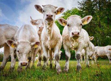 Enyhíthető az ökológiai állattartásban jelentkező takarmányhiány