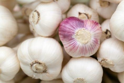 Spanish garlic producers must expect significant losses