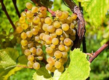 According to AM, the significantly higher grape prices than last year are justified