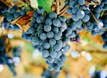 A francia bortermelés fellendülése az aszályhelyzet alakulásától függ