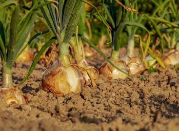 Európa Bizottság: Mentességet kaphatnak a gazdák, hogy minél több élelmiszert termelhessenek a földjeiken