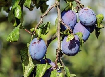 Polish and Serbian fruit growers do not want to leave plums on the trees
