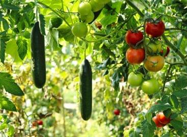 FruitVeb: műtrágyahiánytól tartanak a kertészek