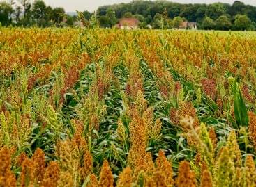 Sorghum can be an important fodder crop of the future