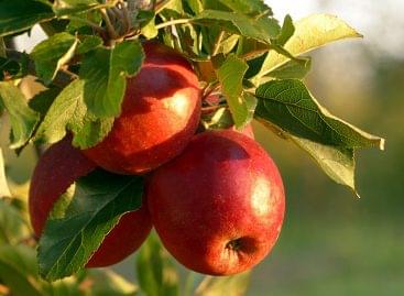 The European apple crop may be weaker than expected