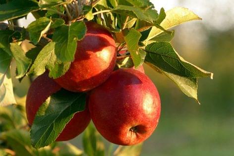 A vártnál gyengébb lehet az európai almatermés