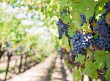 Megkezdődött a villányi borvidék jellegzetes kékszőlőfajtáinak szedése