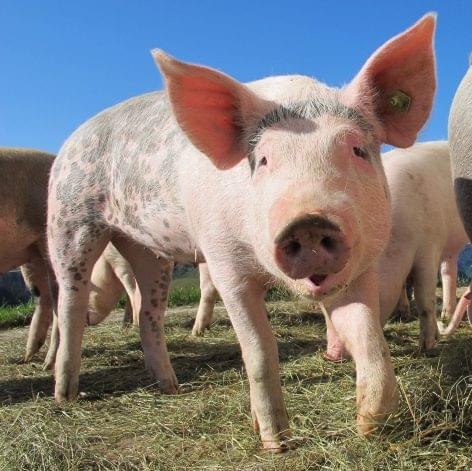 UK sets restrictions on pork imports to protect pig industry against African swine fever