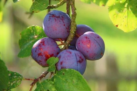 The plum season is in full swing: despite the spring frost and the summer drought, the harvest is close to average