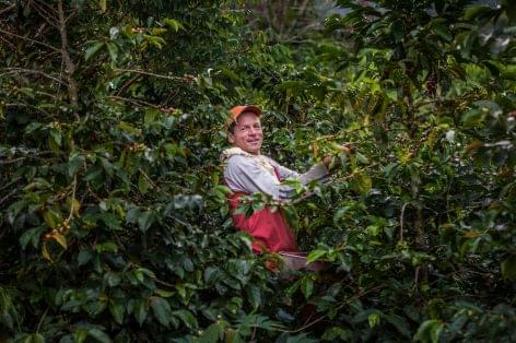 Talajmegújító gyakorlatokat alkalmazó kávéfarmok létrehozásával biztosítja a jövő generációjának kávéfogyasztását a Nescafé