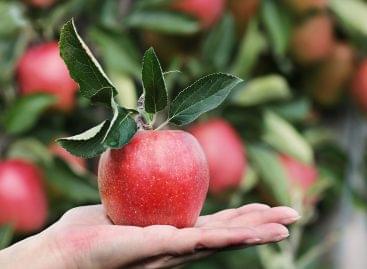 There will be no shortage of Hungarian apples in supermarkets