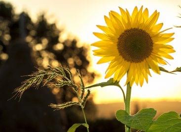 Despite the difficult year, the future belongs to the sunflower